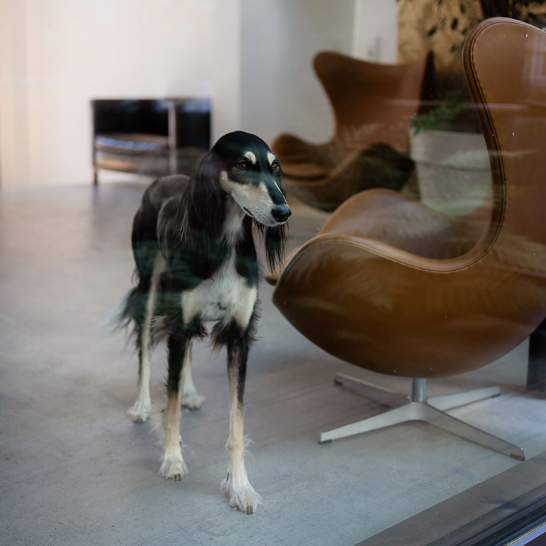 Agenturhund Smilla Agentur Liquid