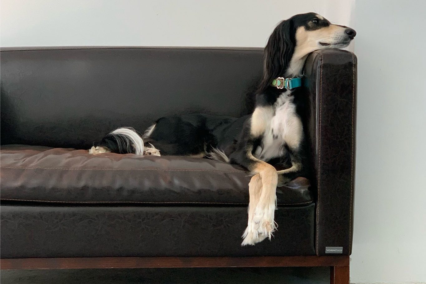 Agenturhund Smilla auf der Couch in der Lobby von Liquid